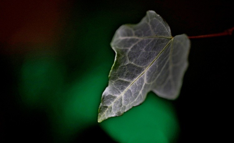 Ivy