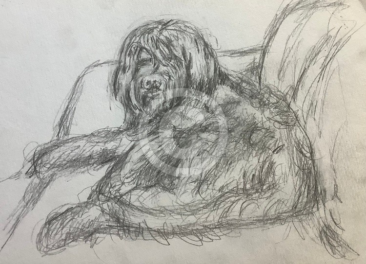 Freehand pencil sketch of my hairy black dog