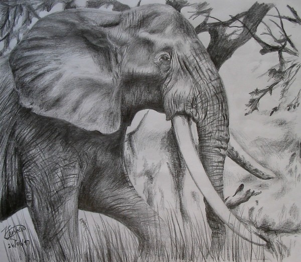 African Elephant