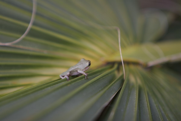 Tree Frog