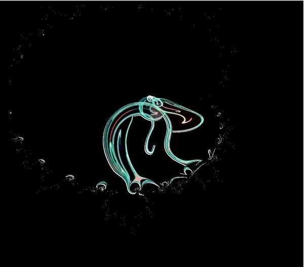 octopus dance