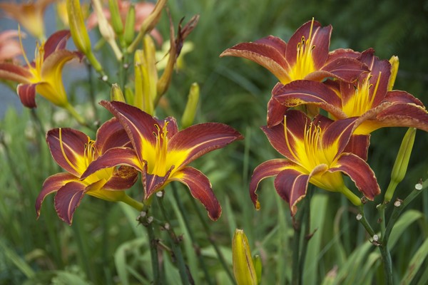 Lilies of the Field