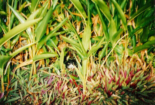 Hide