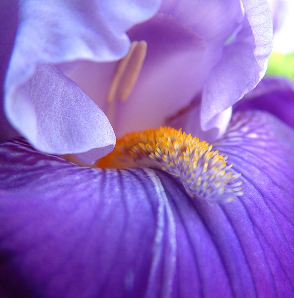 Purple Iris