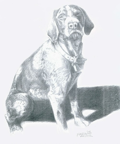 German shorthair