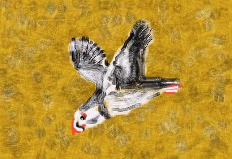 Puffin Flying By (O775)