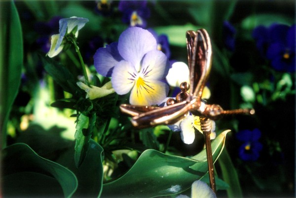 mosquito 3 on pansy