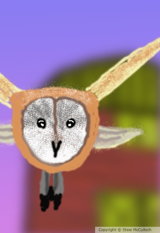 Barn Owl coming out of the Barn  P269