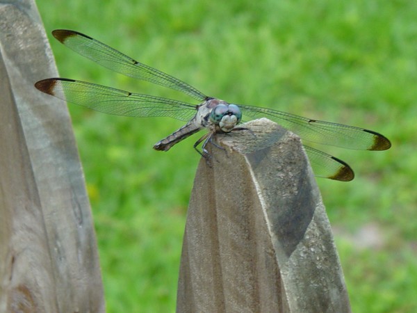 Dragonfly taking a rest