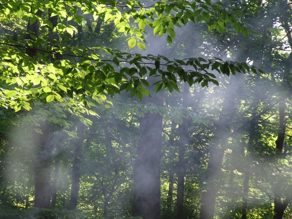 Morning Air