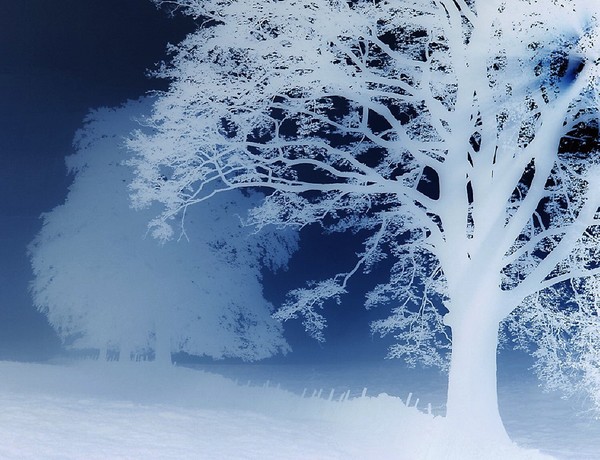 Blue Forest
