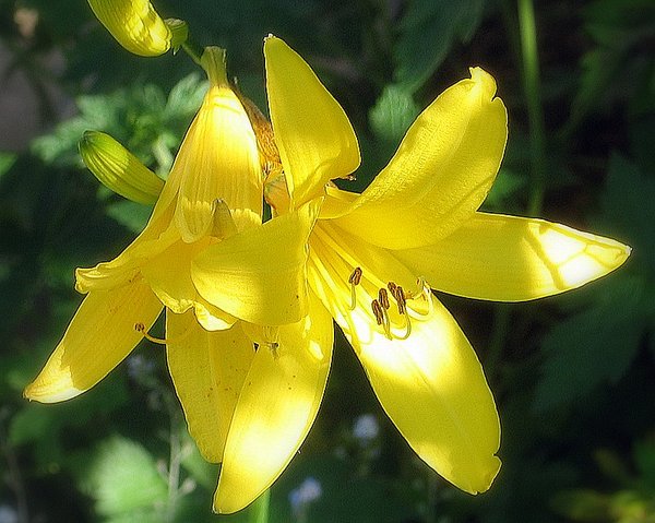 Sunlit Daffodil