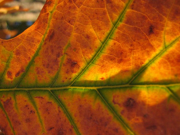 Fall Colors