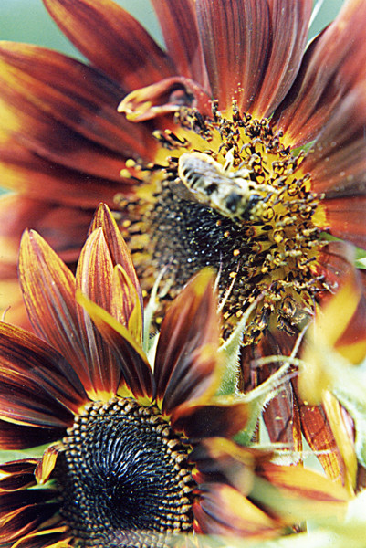 Sunflowerzzz