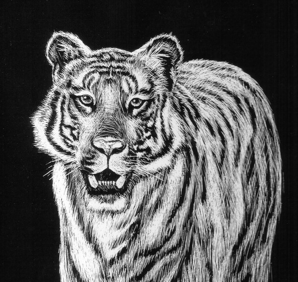 tiger