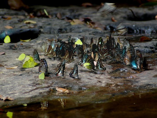 Cambodian butterflies  reworked