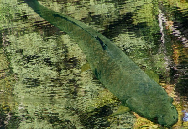 Cat  fish photomontage