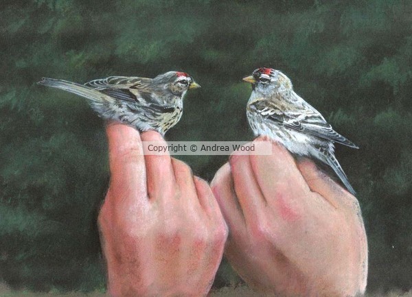 Redpolls