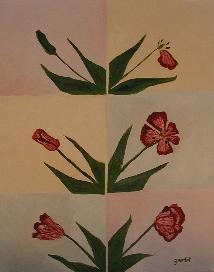 Life of a Tulip