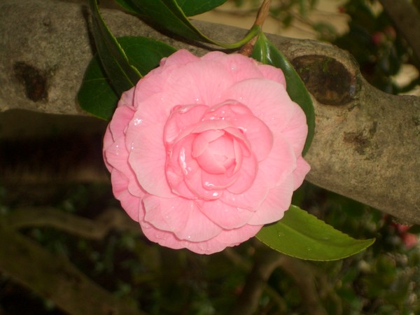 April shower/May Flower