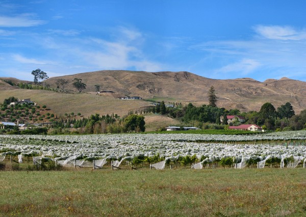 TeMata and Vineyard