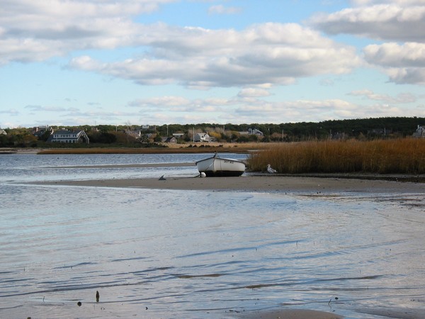 Driftwood