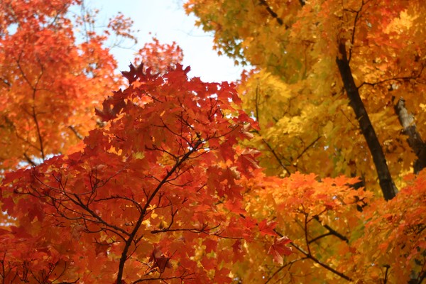 Lunch Time Fall Show at NIH
