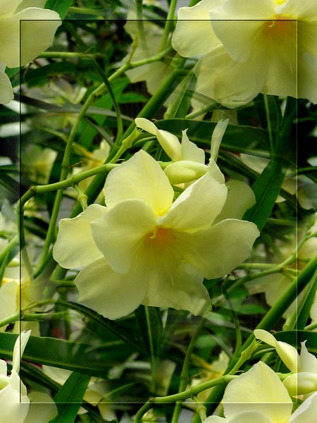 Yellow Flowers (One)
