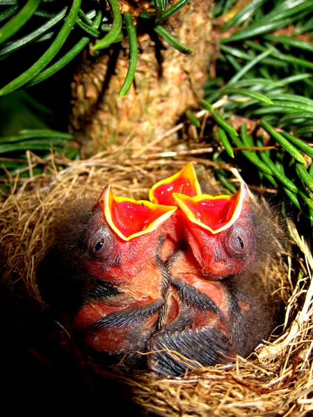 Early Birds