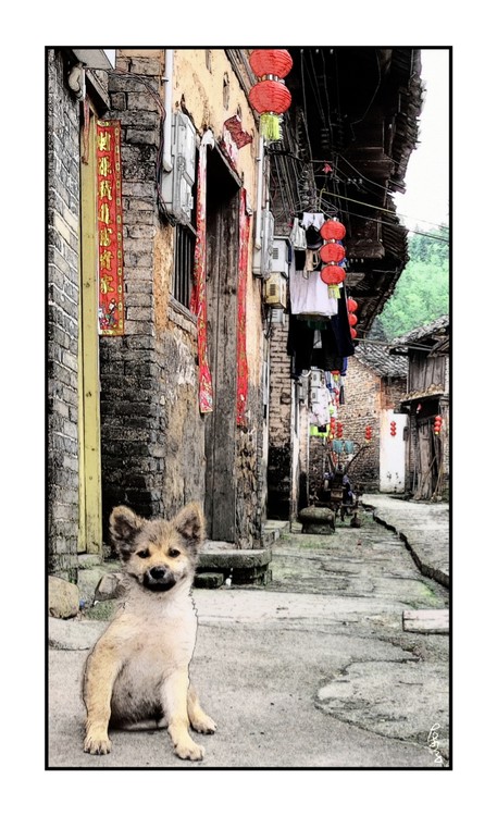 A Sitting Dog