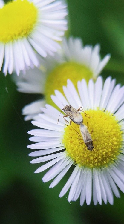 Marriage in Flowers