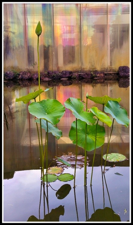 lotus