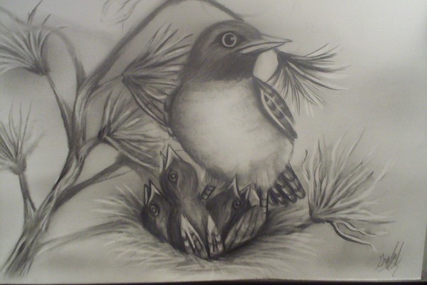 birds