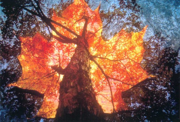 L'arbre dans ses feuilles -Tree in its leaves