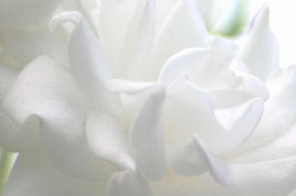 A Noon Bloom