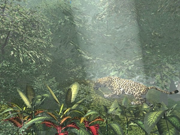 Jungle