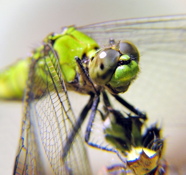 green III