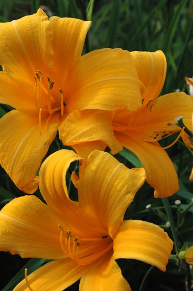 Three Lily Day