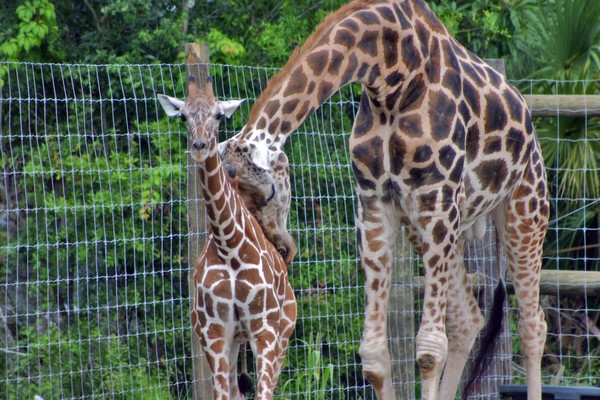 Love of a Mother