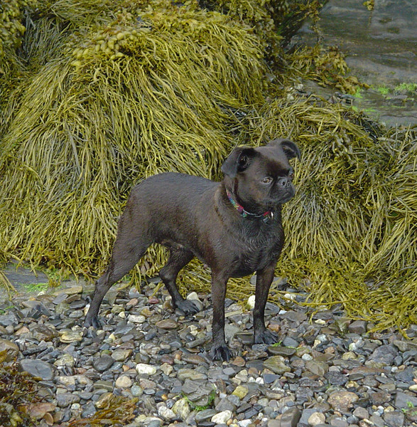 Kali at the Beach II