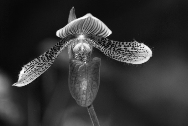 Lady Slipper Orchid