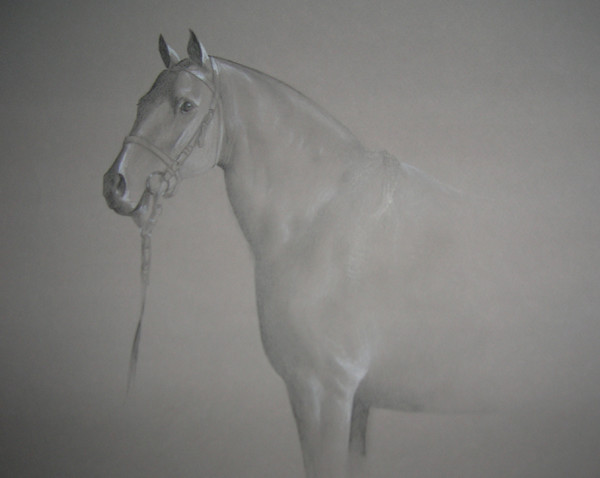 caballo Argentino