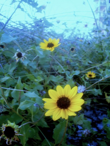 Beach Flowers