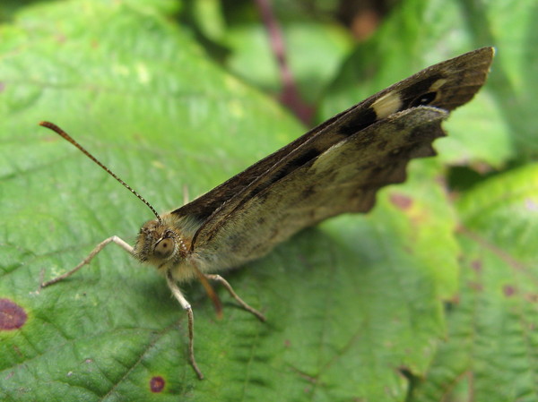 'Wall Brown Butterfly'