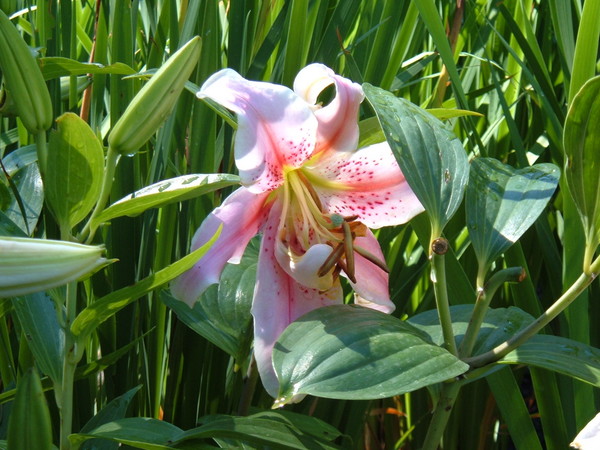 Shy Lily