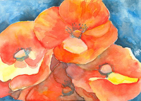 Oriental Poppies 