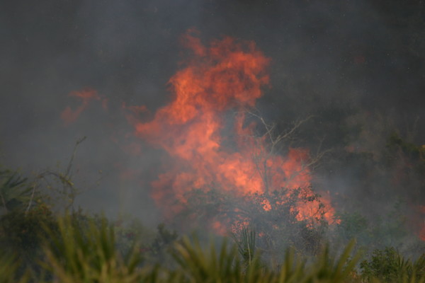 Wildfire