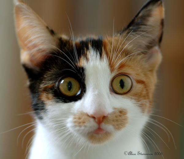 The Face of Face the cat