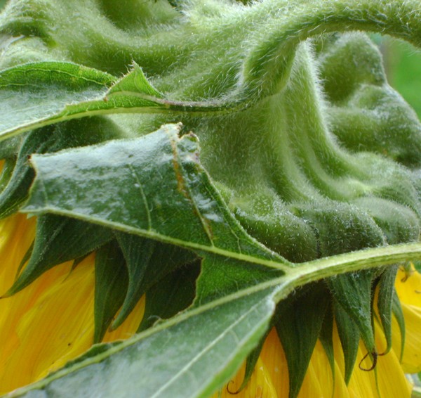 TOP OF SUNFLOWER1