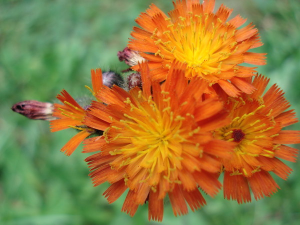 Orange Paintbrush